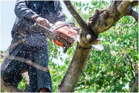 tree services Dallastown